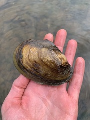Potamilus fragilis
