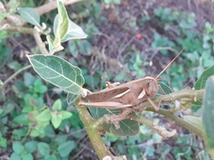 Schistocerca flavofasciata