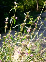 Galeopsis angustifolia