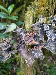 Lobariaceae