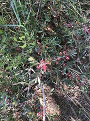 Pistacia lentiscus