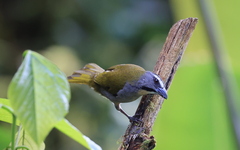 Saltator maximus