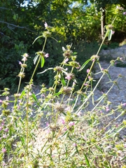 Galeopsis angustifolia