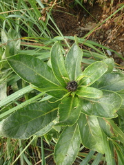 Senecio pseudoarnica