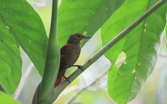 Syndactyla subalaris