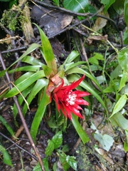 Guzmania lingulata
