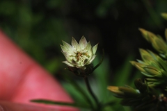 Astrantia minor