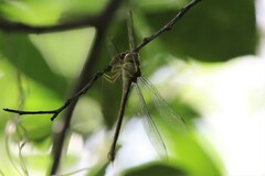 Triacanthagyna septima