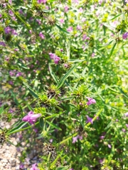 Galeopsis angustifolia