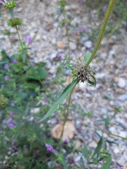 Galeopsis angustifolia