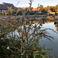 Cotoneaster franchetii
