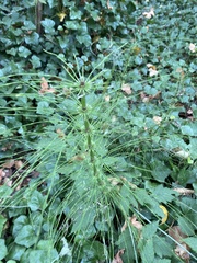 Equisetum