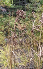 Scirpus cyperinus