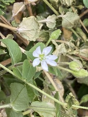 Stellaria aquatica