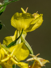 Oenothera parviflora