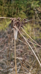 Scirpus cyperinus