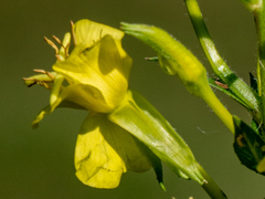Oenothera parviflora