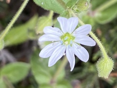 Stellaria aquatica