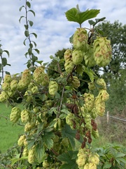 Humulus lupulus