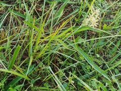 Cyperus