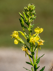 Oenothera parviflora