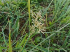 Cyperus