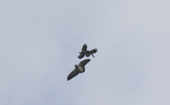 Geranoaetus melanoleucus
