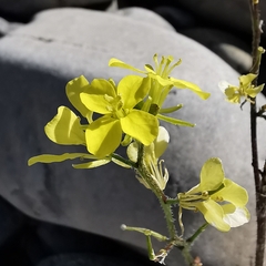 Rhamphospermum arvense