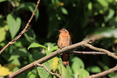 Aglaeactis cupripennis