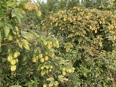 Humulus lupulus