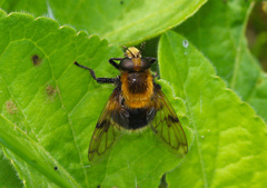 Volucella bombylans