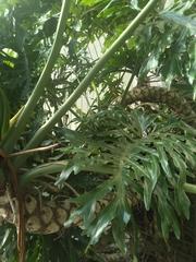 Thaumatophyllum bipinnatifidum