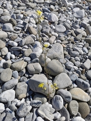 Rhamphospermum arvense