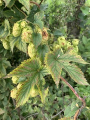 Humulus lupulus