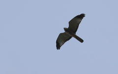 Circus cinereus