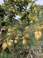 Humulus lupulus