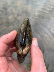 Potamilus fragilis