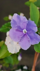 Brunfelsia australis