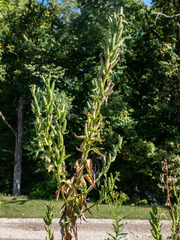 Oenothera parviflora