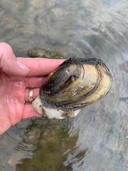 Potamilus fragilis