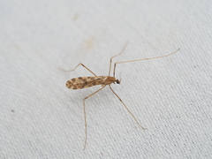 Ilisia maculata