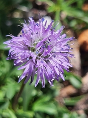 Globularia cordifolia