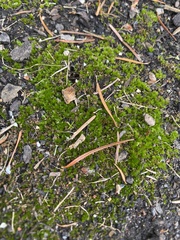 Syntrichia ruralis