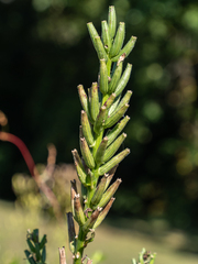 Oenothera parviflora