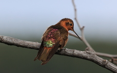 Aglaeactis cupripennis