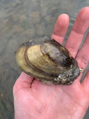 Potamilus fragilis