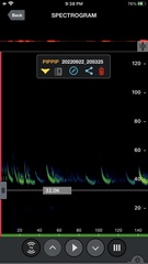 Pipistrellus pipistrellus