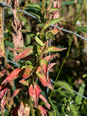 Oenothera parviflora