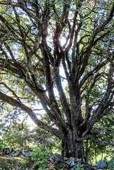 Scandosorbus intermedia