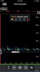 Pipistrellus pipistrellus
